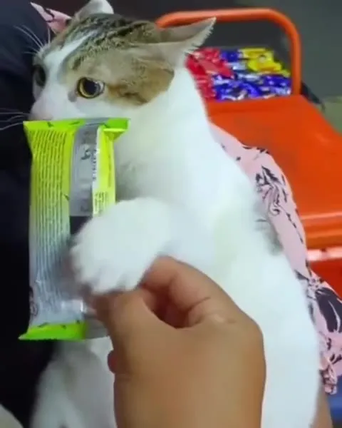Кот охраняет сладости