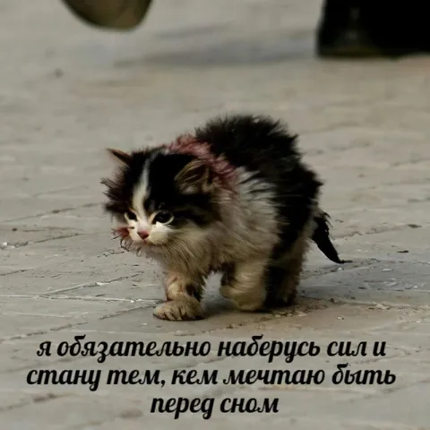 Котёнок станет тем, кем мечтает