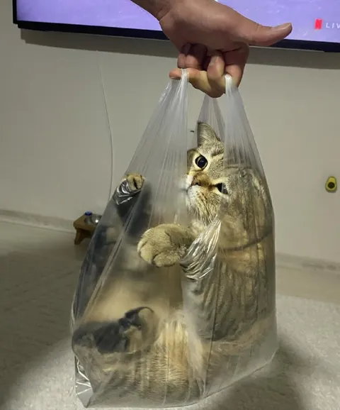 Кот в пакете