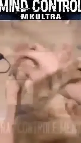 Кот под гипнозом и драка