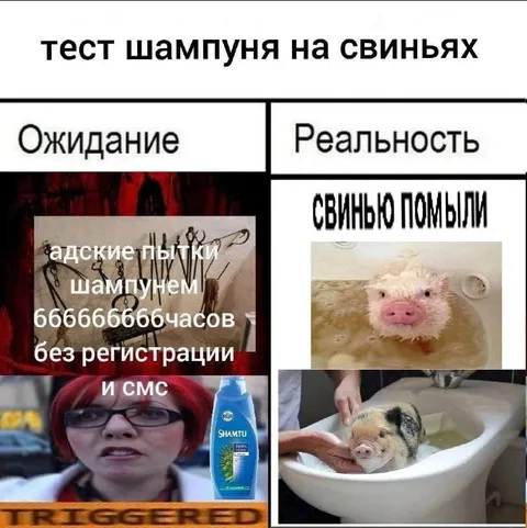 Тест шампуня на свиньях