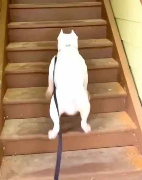 Белый пёс покоряет лестницу