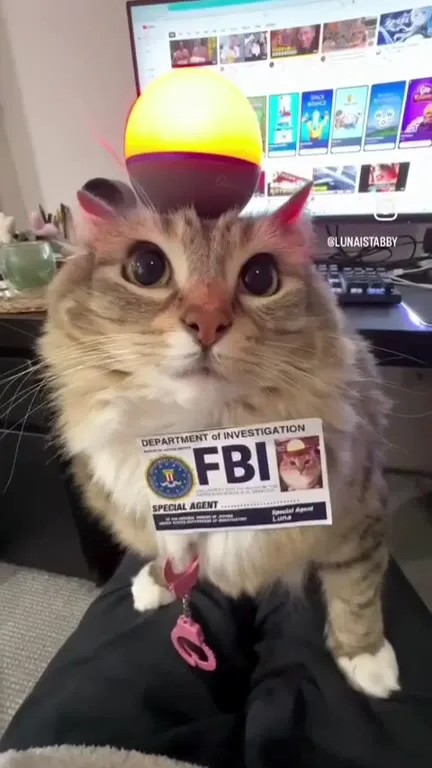 FBI Agent Cat Balances a Ball