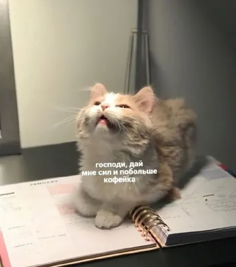 Кот просит побольше кофе