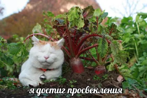 Кот достиг просветления