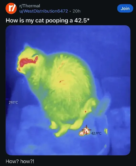 Cat Pooping at 42.5 Degrees