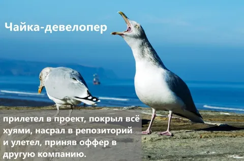 Чайка-разработчик в проекте