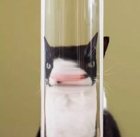 Кот за стеклом