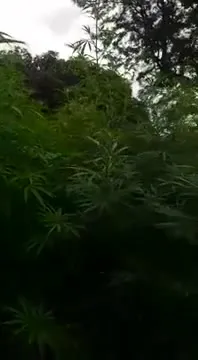 Мужчина нашёл заросли конопли