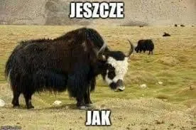 Jeszcze jak