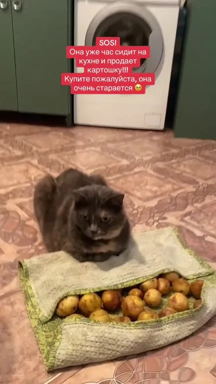 Кошка продаёт картошку