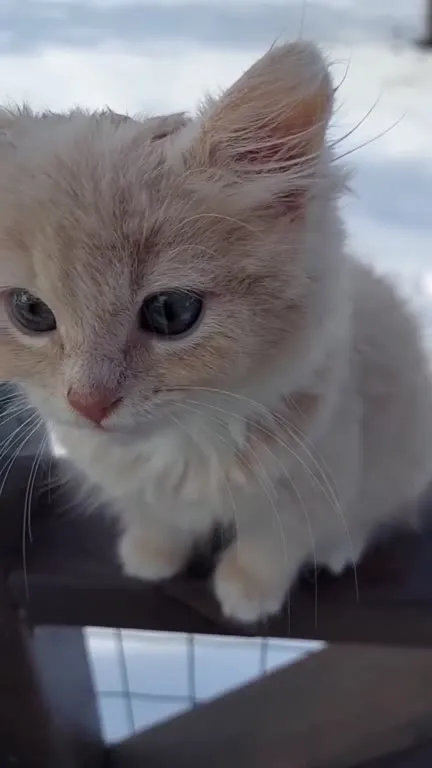 Котёнок внезапно кричит