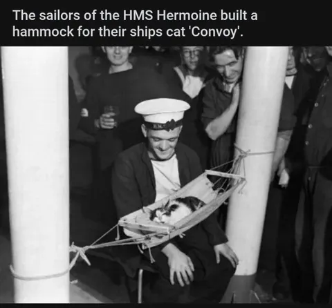 Sailors Build a Hammock for Their Cat