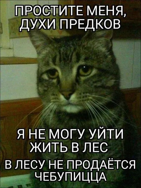 Кот не может уйти в лес