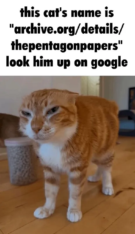 The Pentagons on Papers Cat
