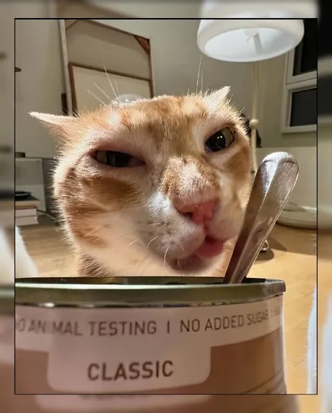 Cat in a Classic Tin