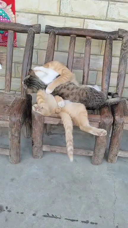 Коты делят кресло