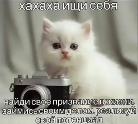 Кот ищет себя в жизни