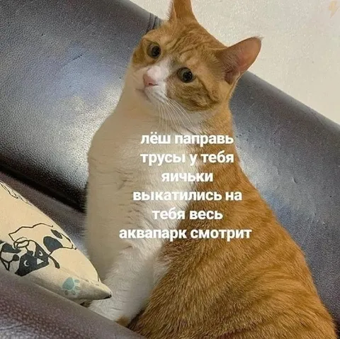 Кот предупреждает про трусы