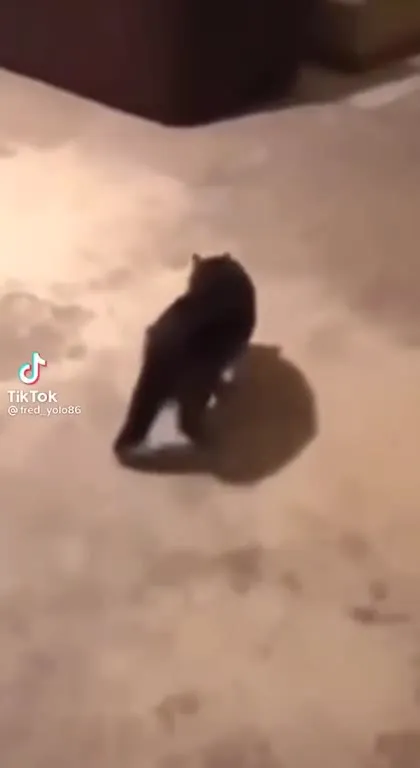 Кот танцует под музыку