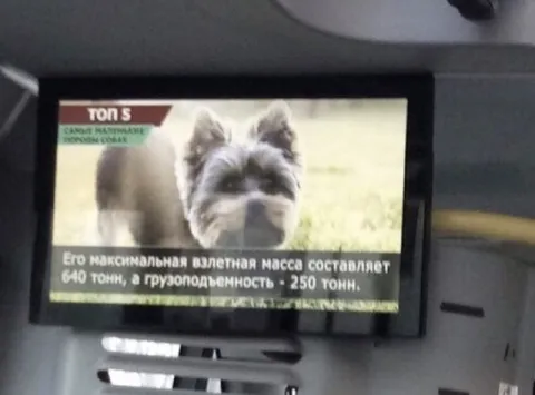Собака грузоподъёмностью 250 тонн