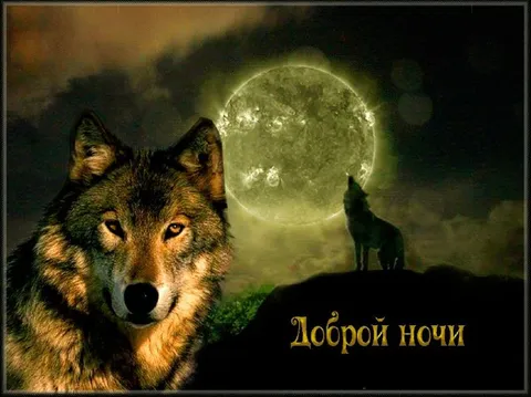 Доброй ночи волк