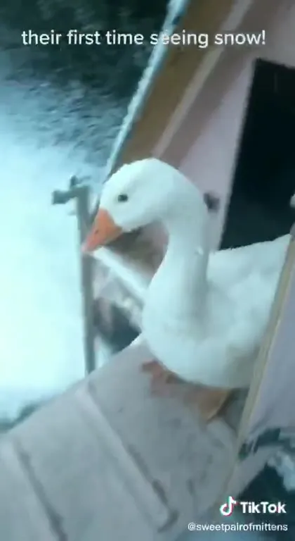 Ducks See Snow for the First Time