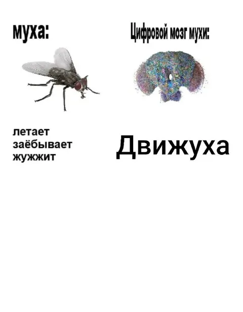Цифровой мозг мухи