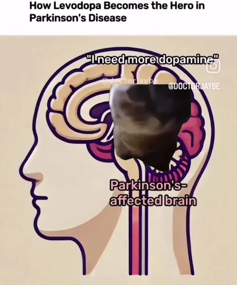 Levodopa Enters the Brain