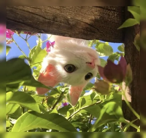 Кот выглядывает из листвы