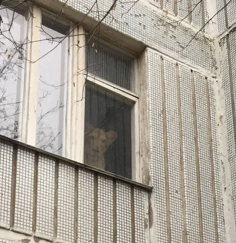 Таинственная фигура в окне