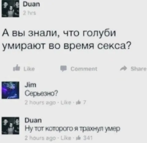 Голуби умирают во время секса