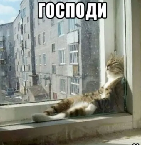 Господи, этот кот
