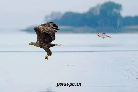 Орёл гонится за рыбой