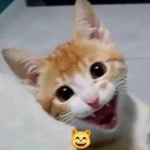 Котик широко улыбается