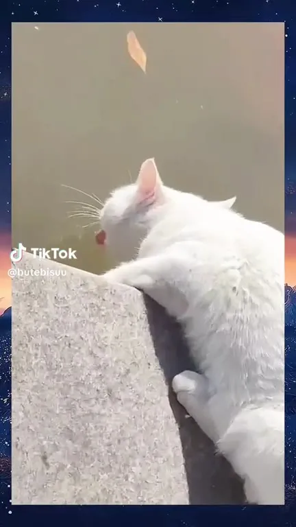 Кот охотится на рыбок