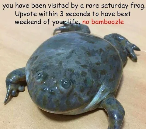 Rare Saturday Frog
