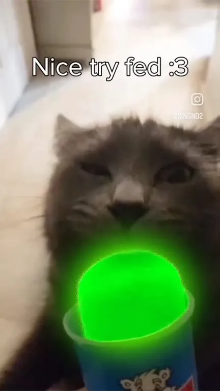 Nice Try Feeding the Cat