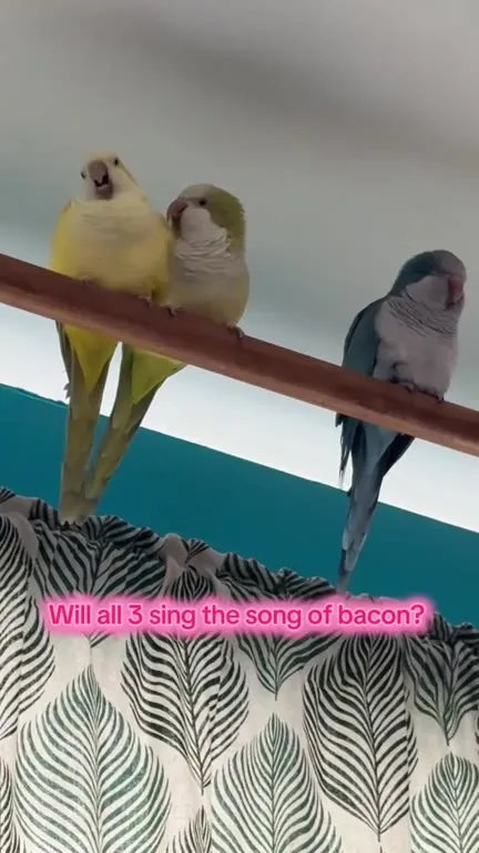 Three Parrots Sing Bacon