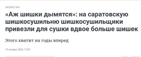 Шишкосушильщики привезли вдвое больше шишек