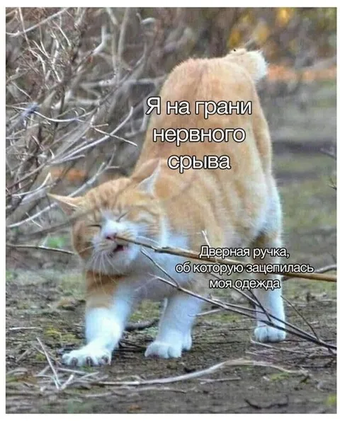 Кот на грани нервного срыва