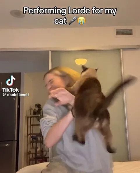 Performing Lorde for My Cat