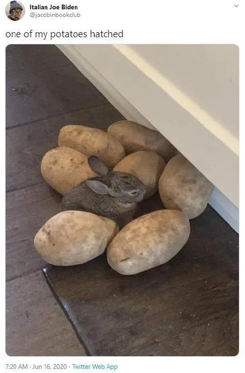 One of My Potatoes Hatched