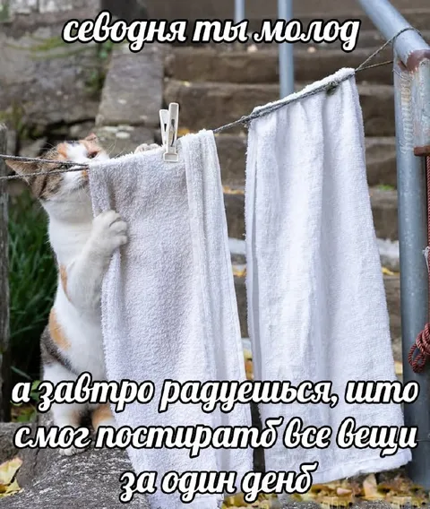 Кот сушит все вещи