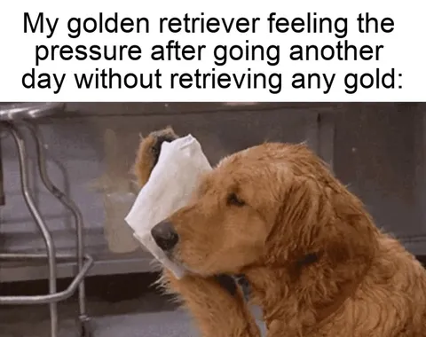 Golden Retriever Under Pressure
