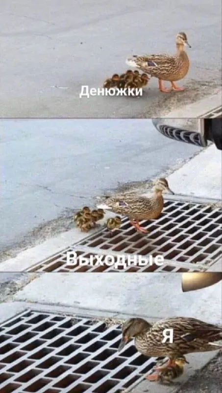 Утка и выходные деньги