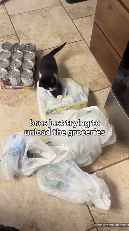 Kitten Unloading the Groceries