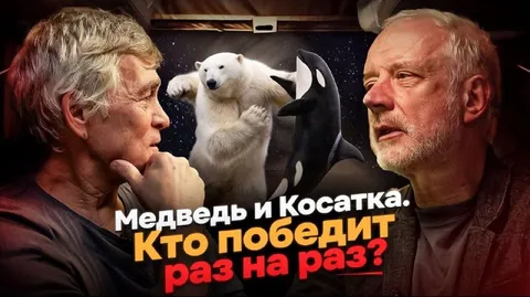 Медведь и косатка: кто победит