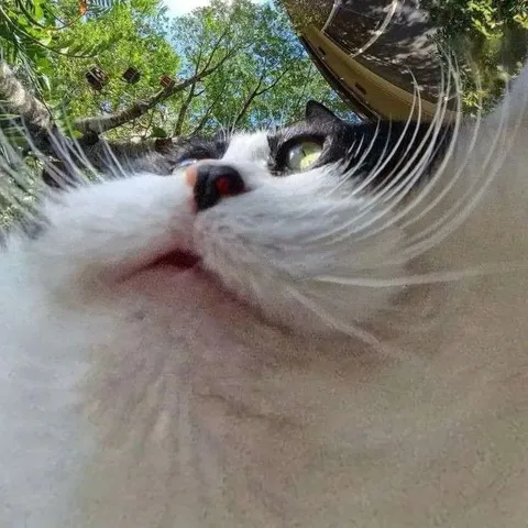 Кот, заглядывающий в камеру