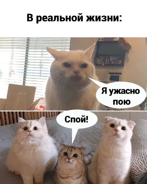 Кот ужасно поёт